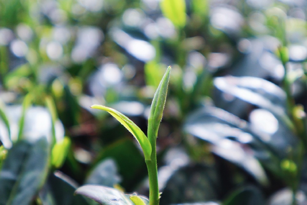 一杯蘭馨，三十載凝香——貴州山間的茶脈與風骨